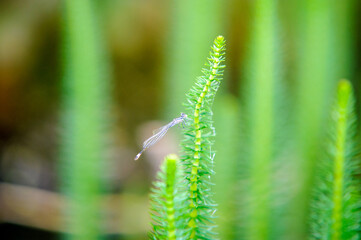 dragonfly on grass