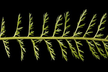 Yarrow (Achillea millefolium). Leaf Closeup