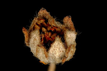 Silver Cinquefoil (Potentilla argentea). Fruit Closeup