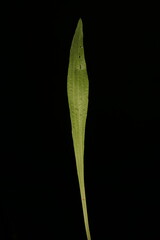Ribwort Plantain (Plantago lanceolata). Leaf Closeup