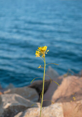 Yellow flower among large stones against a blue sea.