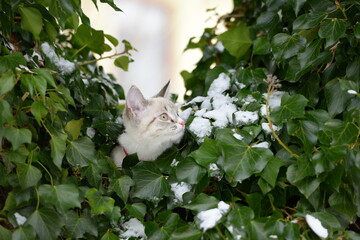 Der erste Schnee. Süßes kleines Kätzchen erkundet am Geschirr den Garten