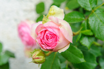 pink rose on a green background