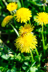 dandelion in the garden