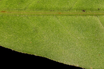 Water Pepper (Persicaria hydropiper). Leaf Detail Closeup
