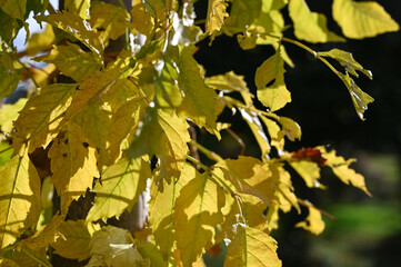 autumn leaves in the sun