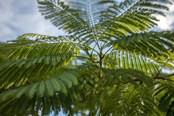 Obraz premium Hojas verdes