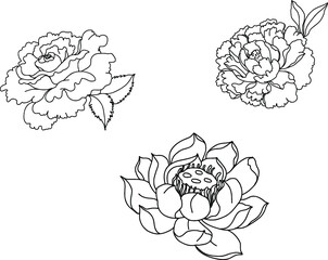 Hand drawn and sketch style Fairy Rose or Pygmy Rose , tropical Flower