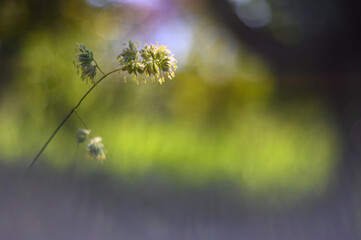 grass and sunlight