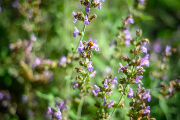 ladybird in flowers