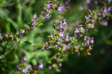 ladybird flowers in the garden