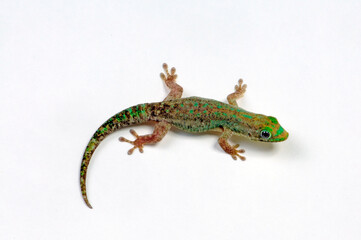 Mauritius lowland forest day gecko // Mauritius - Taggecko (Phelsuma guimbeaui)