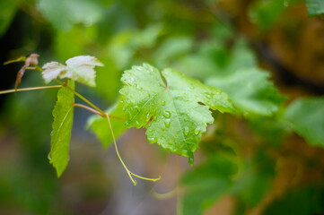 leaf  vine