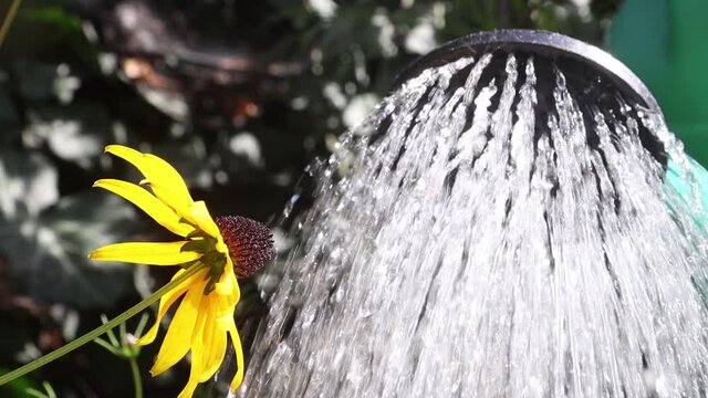 Watering flowers in a summer garden. Yellow Coneflower - Echinacea Paradoxa on a garden with water from watering can.