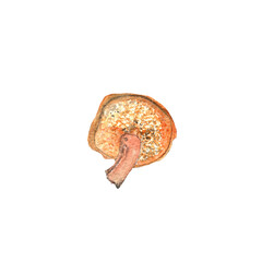 Suillus bovinus.Mushrooms.Watercolor hand painted illustration on white background.