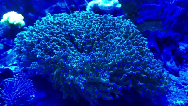 Eine Koralle in einem Aquarium.