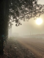 Nevoeiro matinal com sol