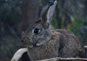 Rabbit