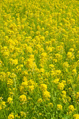 Obraz premium The name of these flowers is Turnip rape, Chinese colza. Scientific name is Brassica rapa L. var. nippo-oleifera (syn. B. campestris L.) 
