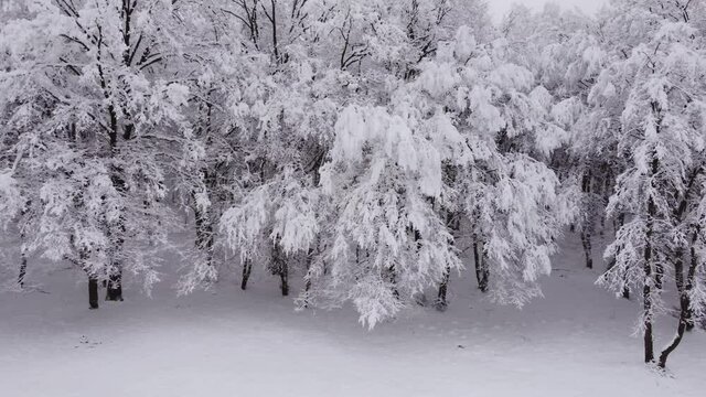 Aerial view of a frozen forest with snow-covered trees at winter. Top view above the sinter forest in Transylvania