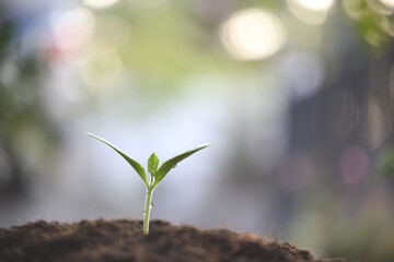 tree plant sprout growing with brown soil