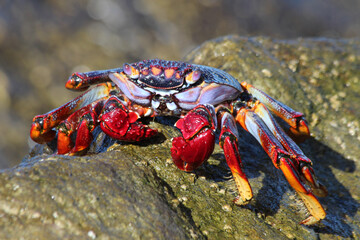 rote_Klippenkrabbe