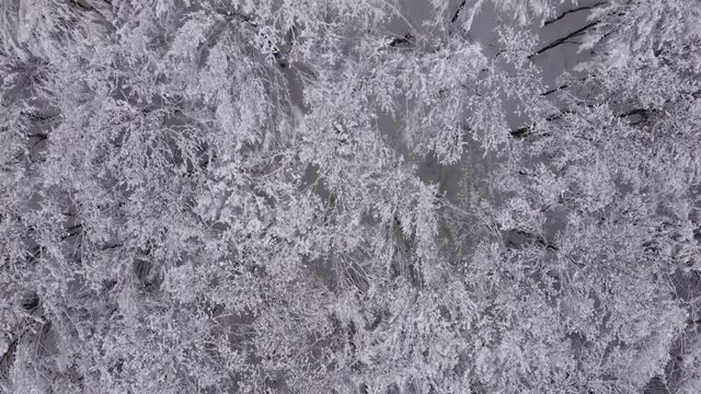 Aerial view of a frozen forest with snow-covered trees at winter. Top view above the sinter forest in Transylvania