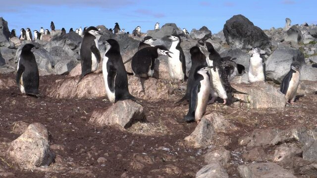 Gentoo Penguin (Pygoscelis papua) A group of Adults and large chicks on a rocky beach