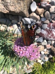 butterfly on a flower