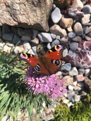 butterfly on the flower