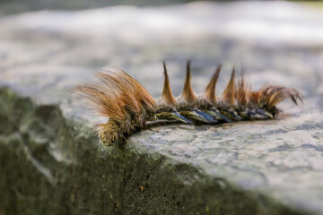 Hairy caterpillar in Zhangjiajie National Forest Park in Hunan province, China