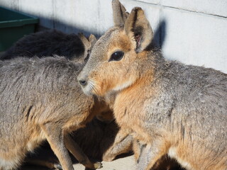 準絶滅危惧種のマーラ