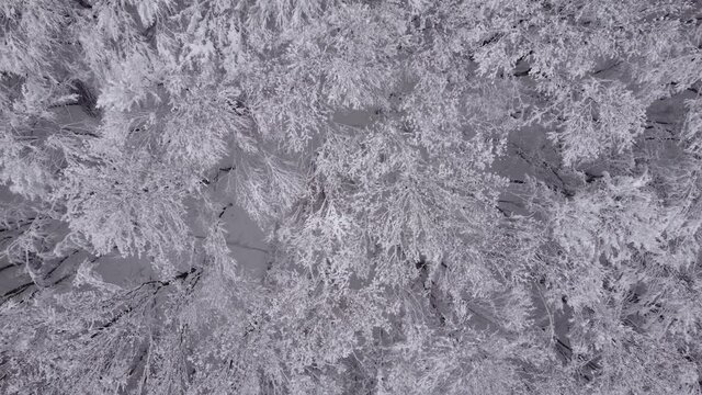 Aerial view of a frozen forest with snow-covered trees at winter. Top view above the sinter forest in Transylvania