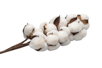 Cotton flower branch isolated on white background.