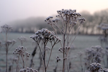 Getrocknete Schafgabe in einer Winterlandschaft