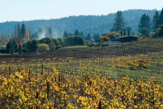Autumn leaves after the harvest at a vineyard, Mendocino, California, USA | NONE |