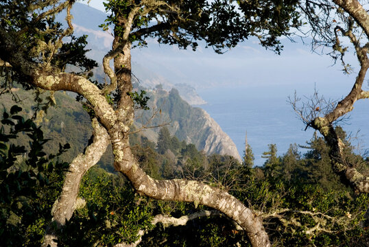 Nepenthe view_0008