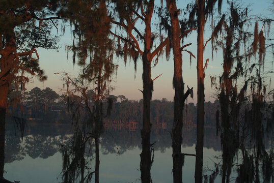 Sunrise over trees backing on to a lake at Diamond Cove, near Orlando, central Florida, USA | NONE |