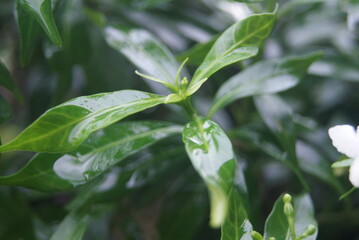 Green Leaves In Rainy Day