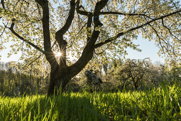 Fototapeta na wymiar Blühende Kirschbäume auf einer Streuobstwiese, Baden-Württemberg, Deutschland 