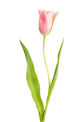 Tulip isolated on white background