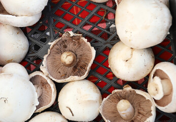 Organic mushrooms Agaricus on a farmer market.