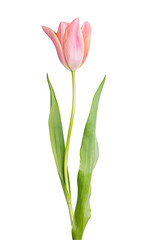 Tulip isolated on white background