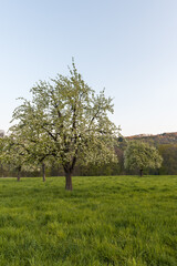 Fototapeta na wymiar Blühende Birnbäume auf einer Streuobstwiese im Morgenlicht, Heidelberg, Baden-Württemberg, Deutschland