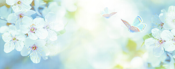 Blossoming cherry tree, butterfly on light sky background in sunlight. Soft vintage pastel toned. Springtime sakura flower panorama . Copy space banner