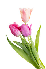 Fototapeta premium Tulips isolated on white background