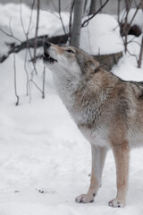 Female she-wolf howls in winter in the forest,