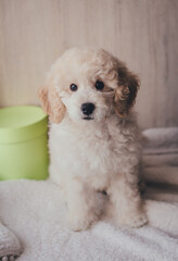 White cute puppy pudel