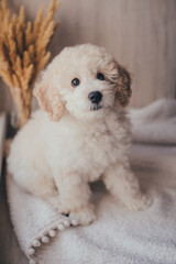 White cute puppy pudel