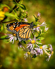 papillon monarque